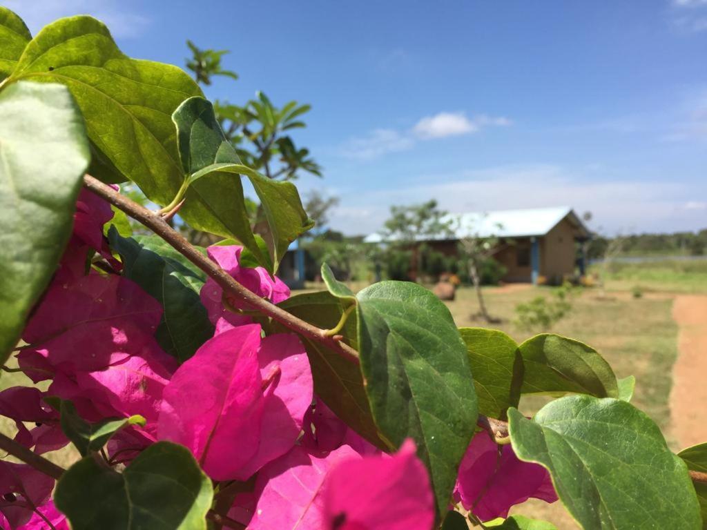 Rho Sigiriya Lake Edge Retreat Kibissa Kültér fotó